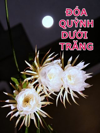 Đóa Quỳnh Dưới Trăng