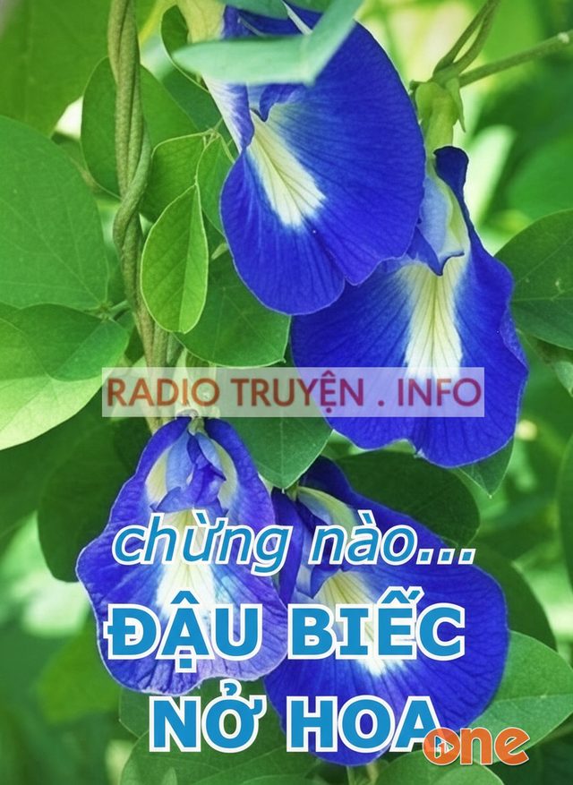 Chừng Nào Đậu Biếc Nở Hoa